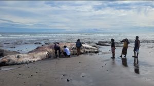 Tak Manfaatkan Minyak Bangkai Paus 1