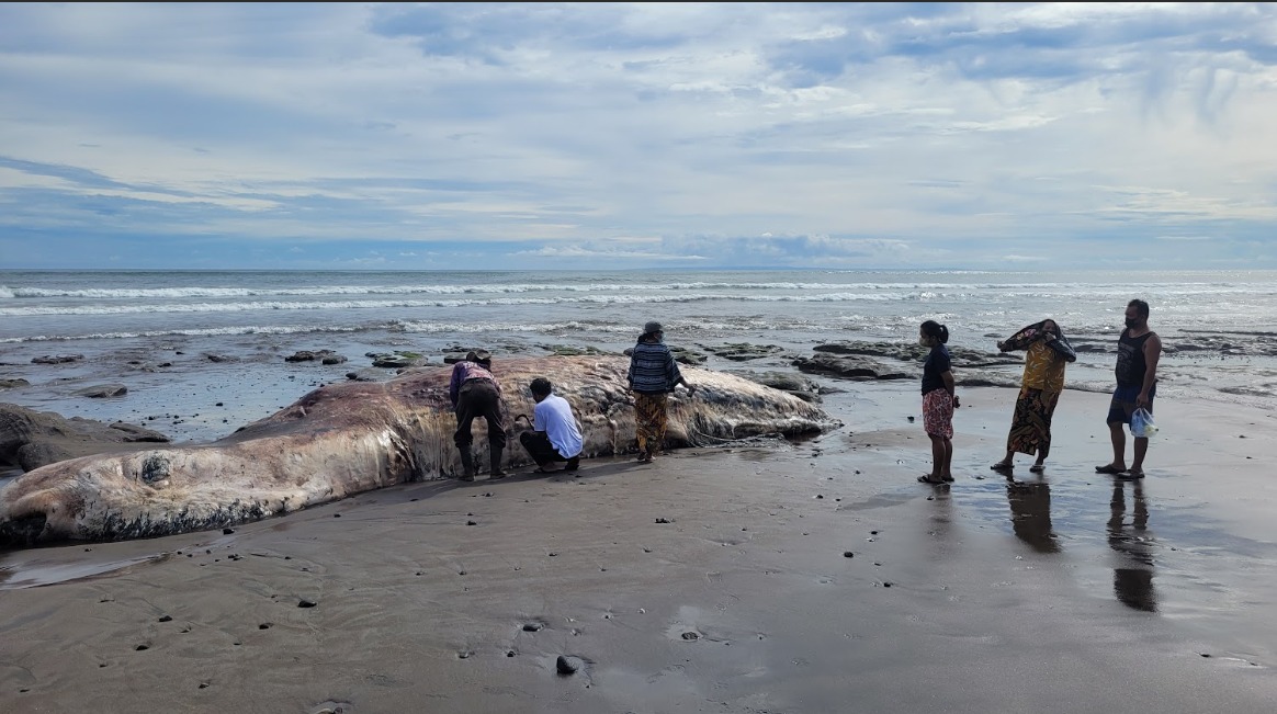 Tak Manfaatkan Minyak Bangkai Paus 1
