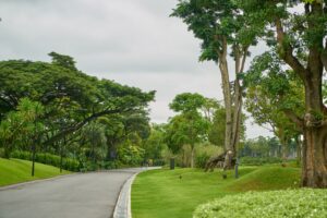 park-with-trees-sides-road_1122-2173