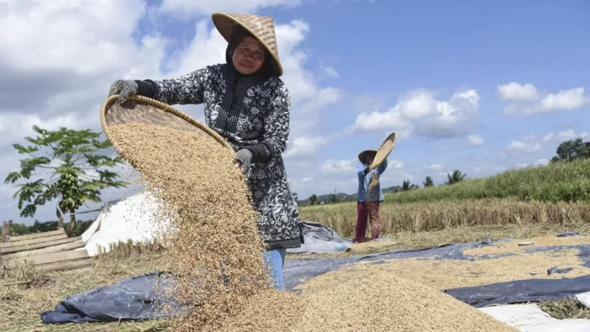 harga-gabah-mulai-naik-petani-panen-2_169