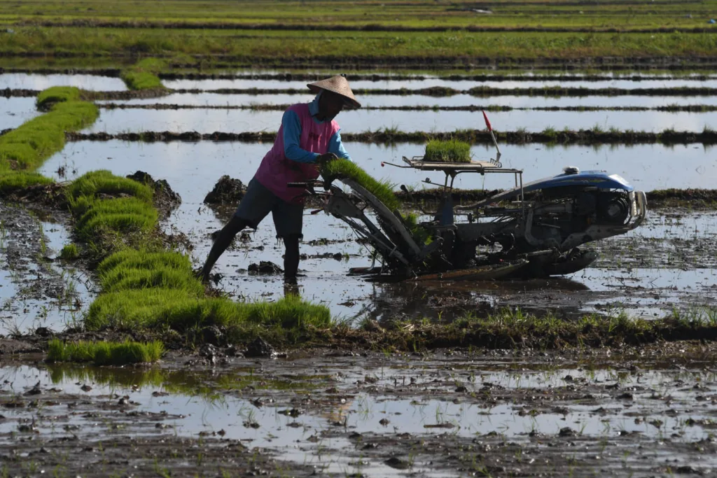Petani menanam benih padi dengan mesin penanam di Kabupaten Parigi Moutong, Sulawesi Tengah, Senin (25/12/2023).