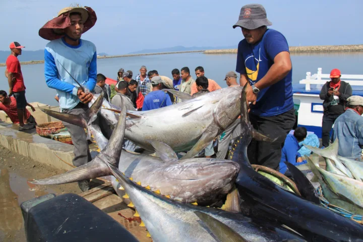 Nelayan membongkar ikan tuna sirip kuning untuk pangsa ekspor di Pelabuhan Lampulo, Banda Aceh, Kamis (16/10).